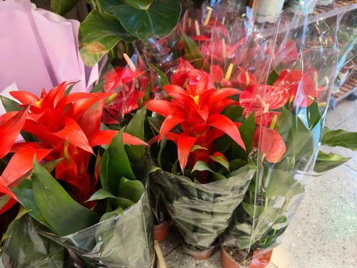 年銷花卉為春節(jié)添彩，禮品花卉市場綻放新春