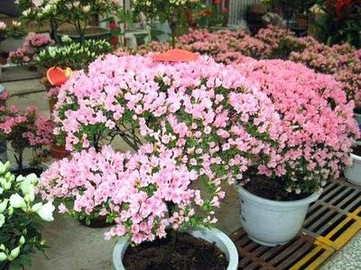北京望京花卉市場 禮品花卉的繽紛世界與選購指南