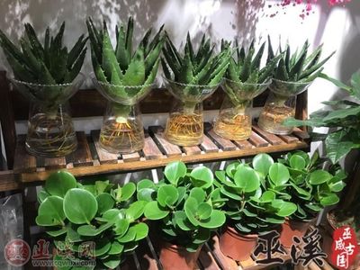 健康過元宵，綠色植物成禮品“新寵”